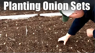 When and How to Plant Onion Sets