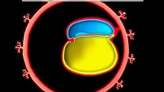 Development of GIT | Animation video | Embryology | Foregut | Midgut | Hindgut | Quick Revision