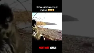 Crow Speaks English Incredible Footage of a Remarkable Bird Scary Comp