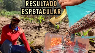 O RESULTADO FOI MELHOR QUE O ESPERADO | PLANTADORA LIVE FARM.