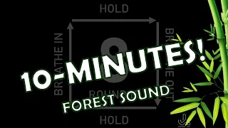 10 Minutes (8-8-8-8) Guided BOX BREATHING Meditation Exercise (forest sound)