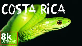 COSTA RICA IN 8K 60fps HDR (ULTRA HD)| Traveling To Costa Rica!