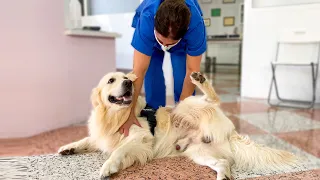 Golden Retriever Reaction to a Visit to the Vet!