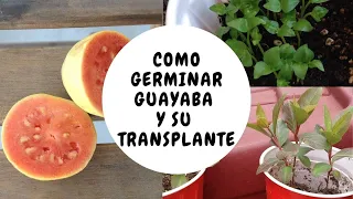 Como germinar Guayaba rosa y crecerlo en maceta / How to germinate pink guava and grow it in a pot