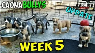 XL American Bully Puppies: 📢 Week 5 Update 🎈 (Feeding, Playtime, Showcase Music Video) 🎬 🃏