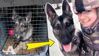 War Dog Reunites With His Best Friend