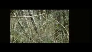 Ketchikan, Alaska Bigfoot sighting-first appearance sequence stabilized.mp4