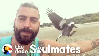 Baby Magpie Falls In Love With His Rescuer's Cat | The Dodo Soulmates