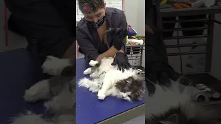 Should you shave a cat