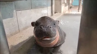 Adorable baby pygmy hippo at Japanese aquarium / ミニカバの赤ちゃん 手乗りサイズだったけど大きくなりました！