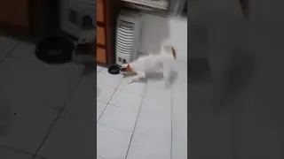 OLHA O QUE UM BRATO FAZ COM UM CACHORRO