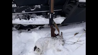 Охота на зайца. Последний выходной. Закрываем сезон.