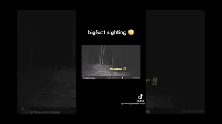 Real Bigfoot Sasquatch sightings