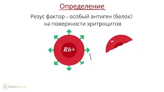 Резус-фактор. Резус-конфликт