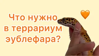 Что нужно в террариум эублефара? 🧡🧡🧡