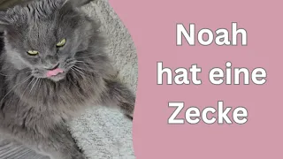 Zecke vom Nachbarskater entfernt und Apollo wollte ihn jagen