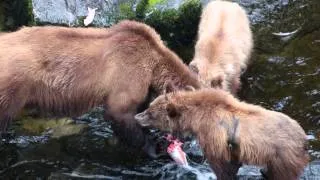 Brown Bear Family Eating Salmon Anan Creek Alaska 2013