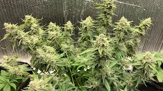 update autoflower Get these auto flowers if you want huge yeilds  MAZAR