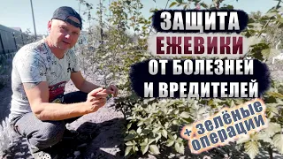 Защита ежевики от паразитов и болезней + зелёные операции