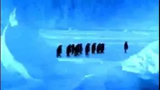 A family of penguins / Семья пингвинов