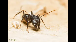 Обзор camponotus fellah.