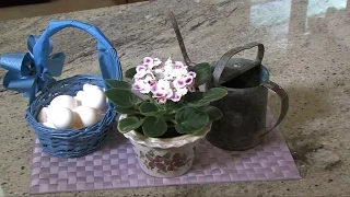 Watering African Violets