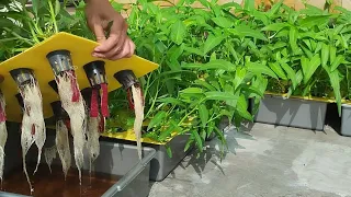 Easy way to grow hydroponic water spinach using plastic containers