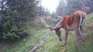 Leto na vysokohorskej lúke -(Veľká Fatra zábery z fotopasce)