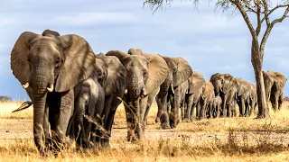 Как общаются слоны