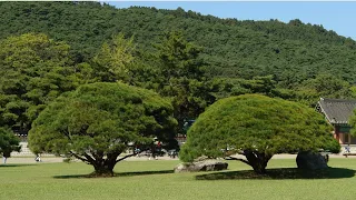 상록수 - 김민기 || 현충사(顯忠祠), 충청남도 아산시 염치읍 백암리,  2006년 9월 9일