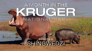 A MONTH in the KRUGER - SHINGWEDZI (Episode 6)