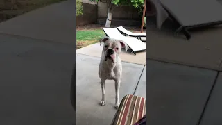 Boxer dog arguing