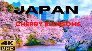 Japan Cherry Blossoms 2022 - Kawazu Sakura in 4k.