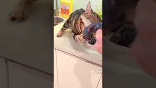 самой доставучий кот в мире🐱🐈😸