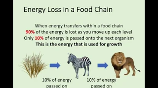 N5 Biology - 3.4 Energy in Ecosystems