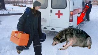 Волчица умоляла медсестру о помощи, ведь в лесу умирал её волчонок!