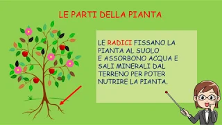 VIDEO LEZIONE DI SCIENZE - IL REGNO VEGETALE (Le parti della pianta)