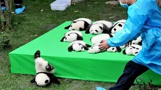 Aww    Funny And Cute Panda Compilation  Best Pets Video 2020