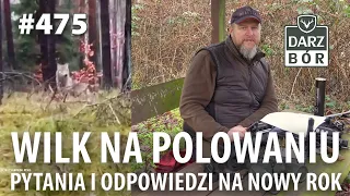 Darz Bór odc 475 "Wilk na Polowaniu, Pytania i Odpowiedzi na Nowy Rok.