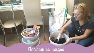 Посадка луковичных в кашпо.