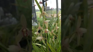 Cymbidium ensifolium