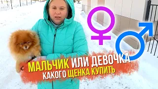 Почему купили шпица девочку? Какую собаку купить? На что обратить внимание при покупке щенка шпица