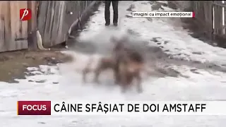 Câine sfâşiat de doi amstaff