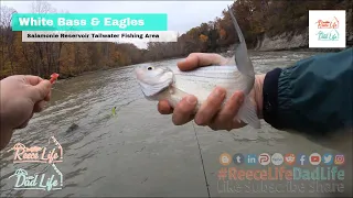 Fall Salamonie River Tailwater Fishing Adventure Plus Bald Eagles and Hiking to see Fall Colors!