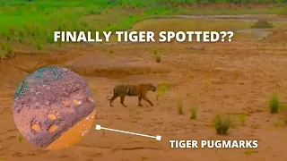 WE TRACKED TIGERS BY FOLLOWING PUGMARKS | Tadoba jungle safari vlog