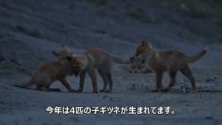 子ギツネ達の生存競争は厳しい・・・