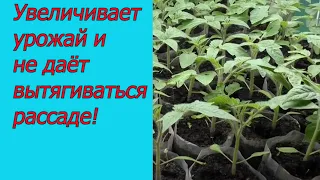 Проверенная подкормка рассады томатов! Первая подкормка томатов.