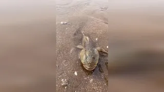 TikTok Aktivitas Nelayan Cina Berburu Beragam Hewan Laut disekitar Pantai 🐙🦐🦑 Sea Creatures (#19)