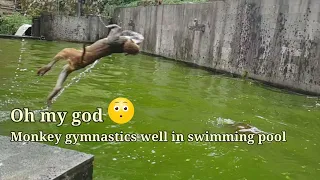 A Group of monkey swimming well in deep water || monkey swimming and diving in monkey swimming pool