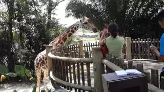 Сингапур Зоопарк /SINGAPORE ZOO/ ЛУЧШИЙ ЗООПАРК В МИРЕ. Жираф